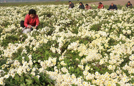 河南省温县中药材种植基地怀菊花迎来大丰收