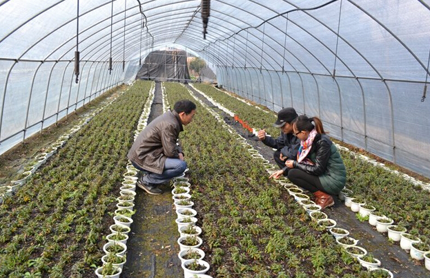 福建光泽中药材种植面积超5万亩