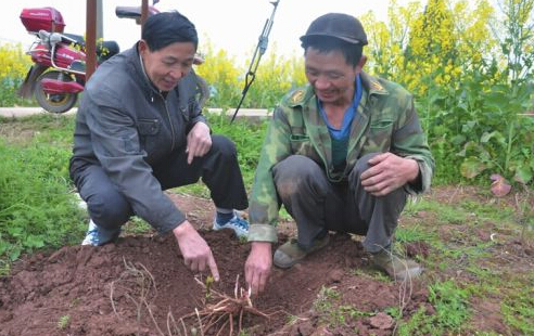 忠县返乡创业者黄会平带领贫困户种中药材