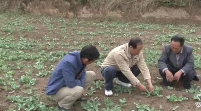 若笠曹岘村 “变荒为宝” 中药材种植辟致富新路