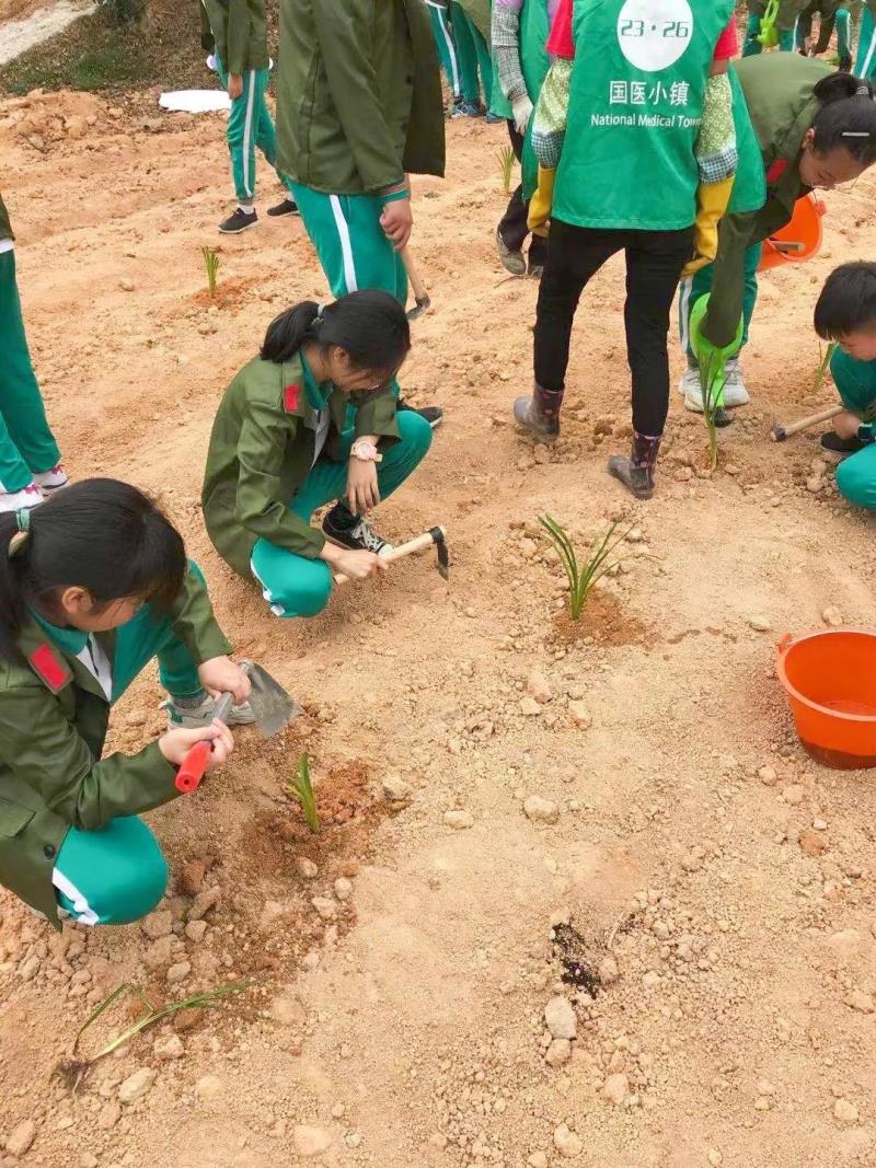 劳动实践：种植药苗