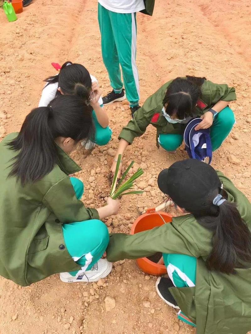 劳动实践：种植药苗